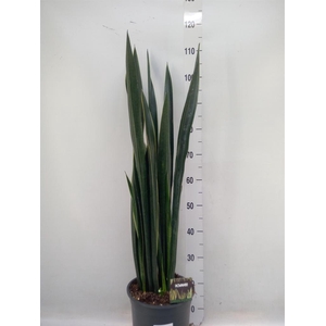 Sansevieria   ...