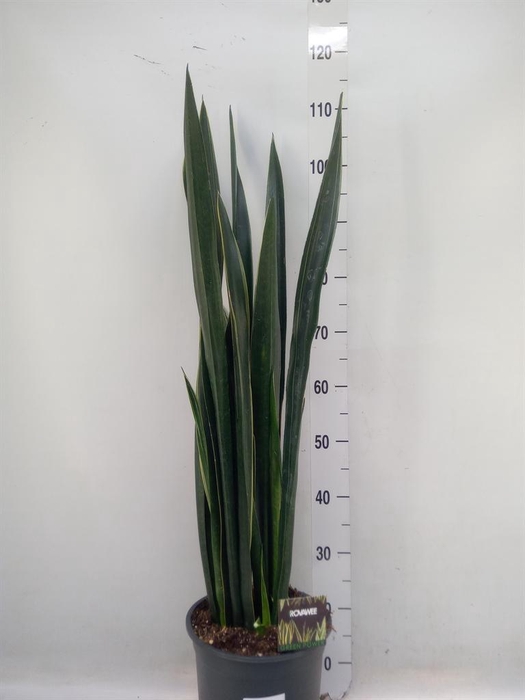 <h4>Sansevieria   ...</h4>