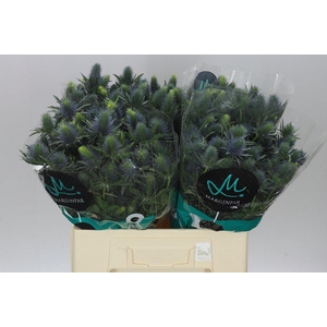 Eryngium Supernova Ex
