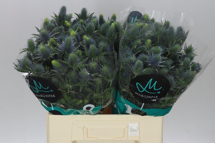 <h4>Eryngium Supernova Ex</h4>