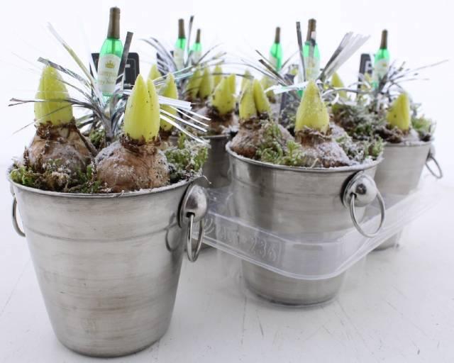 <h4>Arr Hyacinth</h4>