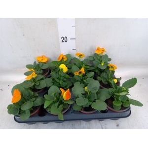 Viola wr. 'Alpha Orange'
