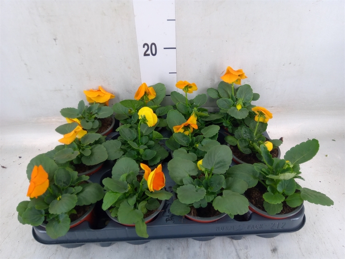<h4>Viola wr. 'Alpha Orange'</h4>