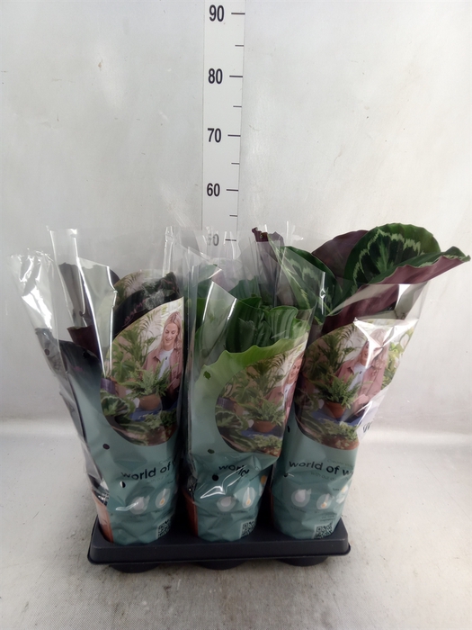 <h4>Calathea roseopicta   ...mix</h4>