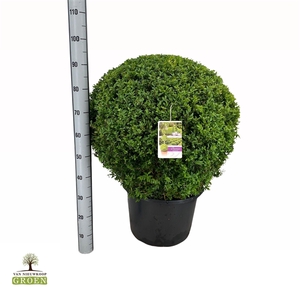 Buxus sempervirens Bol 70