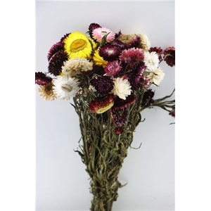 Dried Helichrysum Mixed Bunch