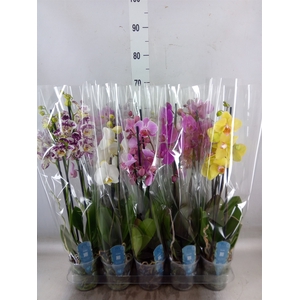 Phalaenopsis   ...mix  5