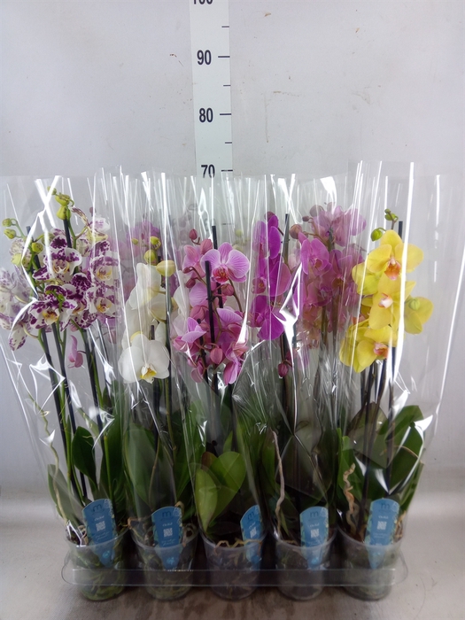 <h4>Phalaenopsis   ...mix  5</h4>