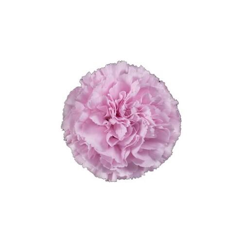 <h4>DI ST CLEARWATER</h4>