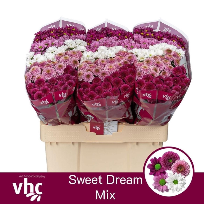<h4>Chr S Gem Sweet Dream</h4>