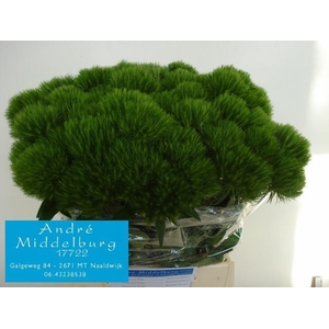 Di Barbatus Green Wicky Andre Middelburg