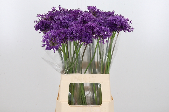 <h4>Allium Purper Sensation</h4>