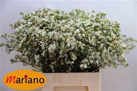 <h4>CHAME CRYSTAL PEARL</h4>