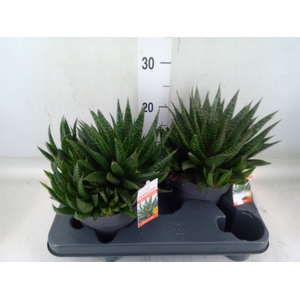 Gasteria