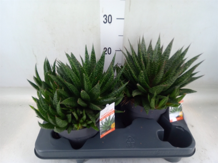 <h4>Gasteria</h4>