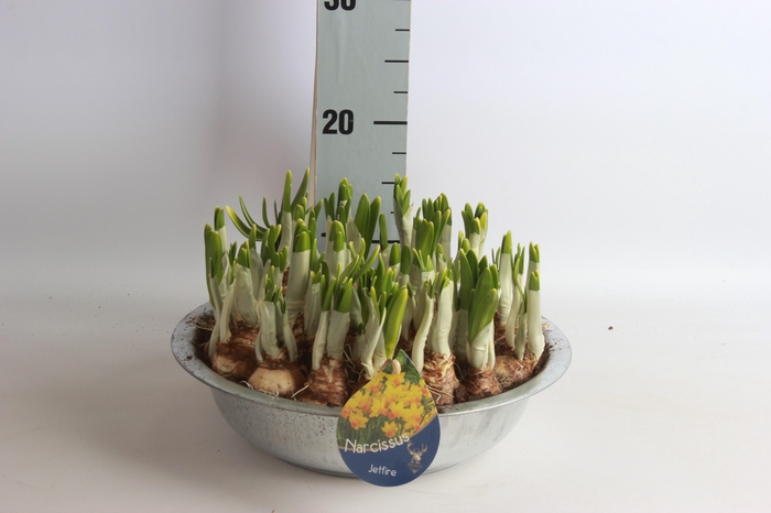 <h4>ARR NARCISSUS</h4>