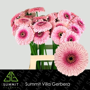 GERBERA GBB 'POMPONI MAYBALL'