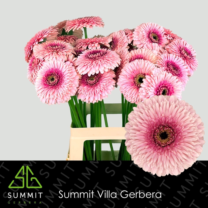 <h4>GERBERA GBB 'POMPONI MAYBALL'</h4>