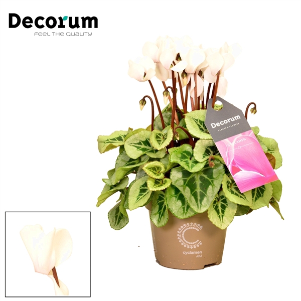 <h4>Cyclamen SS Picasso White Decorum</h4>