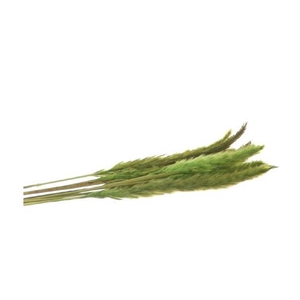 Bunch Fluffy Pampas Slv 35g L70