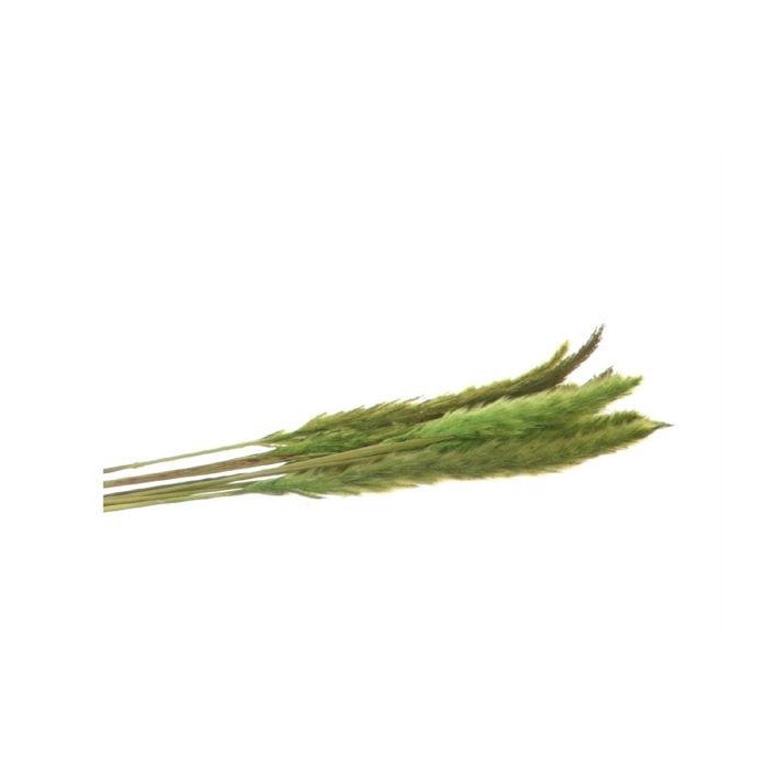 <h4>Bunch Fluffy Pampas Slv 35g L70</h4>