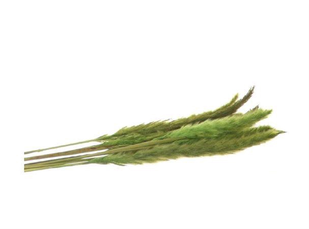 Bunch Fluffy Pampas Slv 35g L70