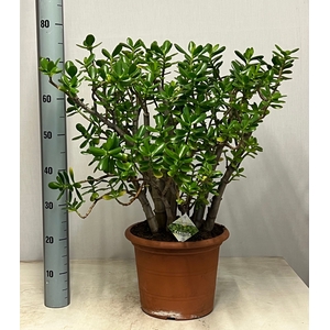CRASS OVATA