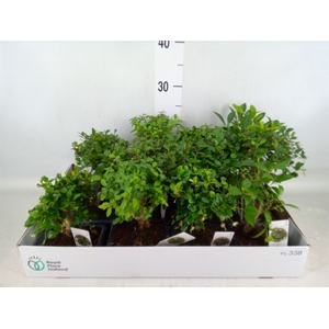 Bonsai   ...mix