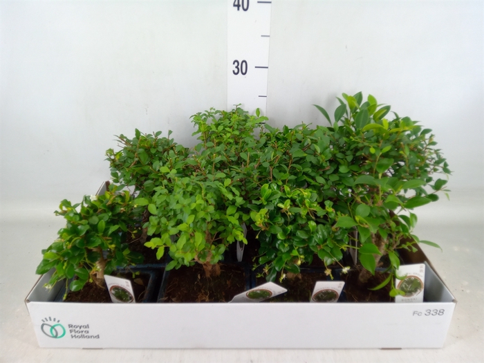 <h4>Bonsai   ...mix</h4>