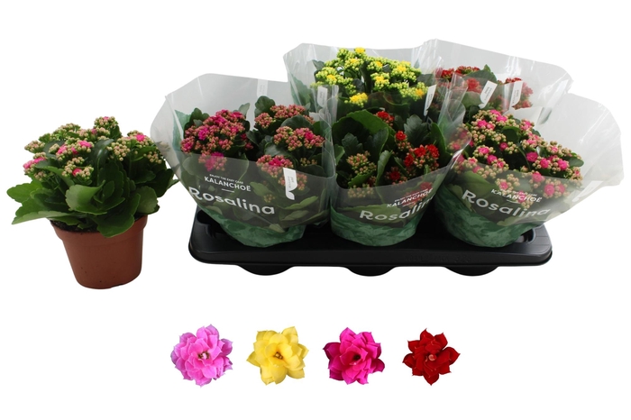 <h4>Kal Ge Ro Gem 4 Kl</h4>