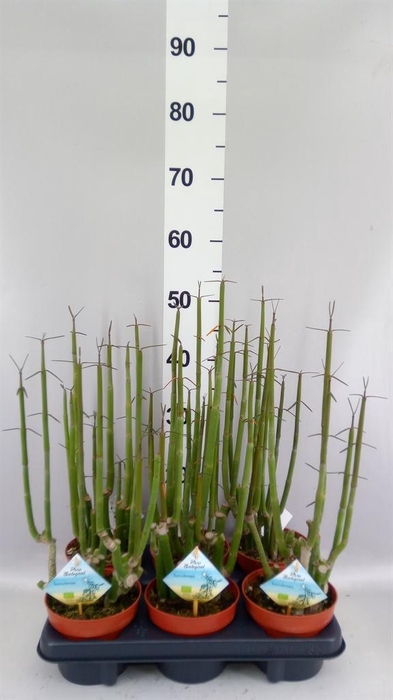 <h4>Ceropegia woodii ssp. woodii</h4>