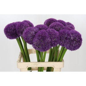 Allium Pinball Wizard