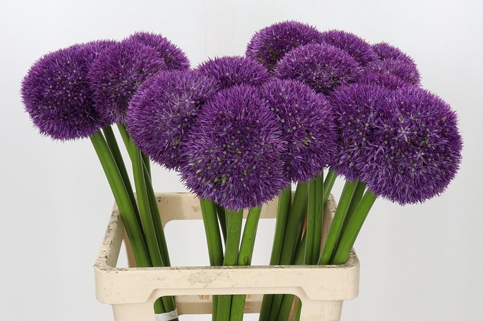 Allium Pinball Wizard