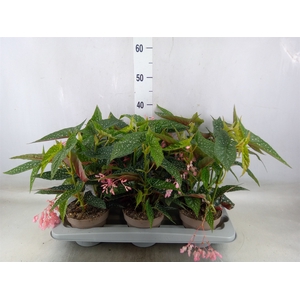 Begonia BD mac. 'Wightii'