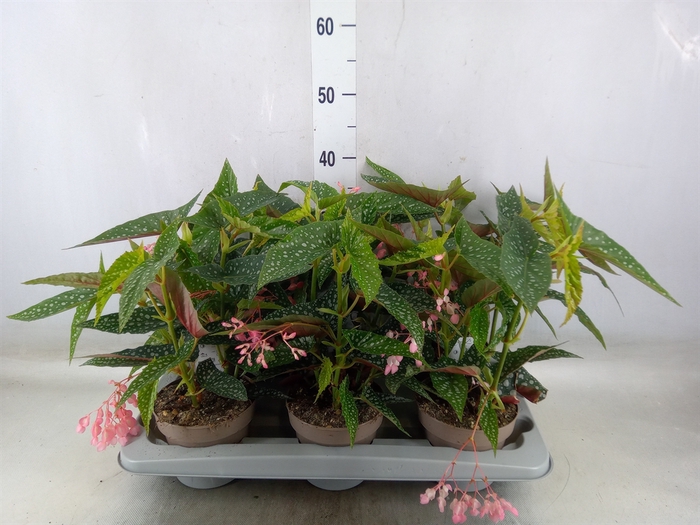 <h4>Begonia BD mac. 'Wightii'</h4>