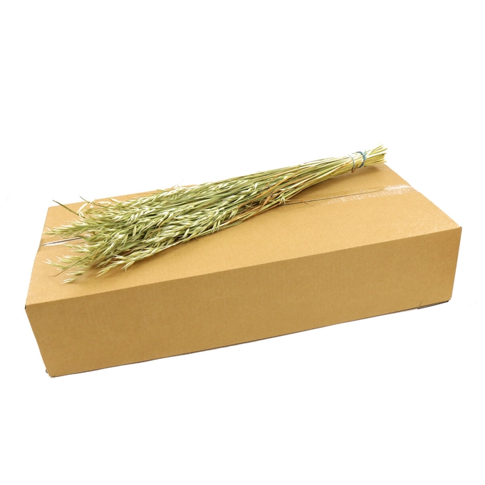 <h4>Dried flowers Oatsa (box)</h4>