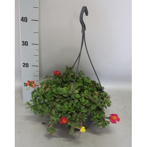 Hangpotten 23 cm Portulaca Trio