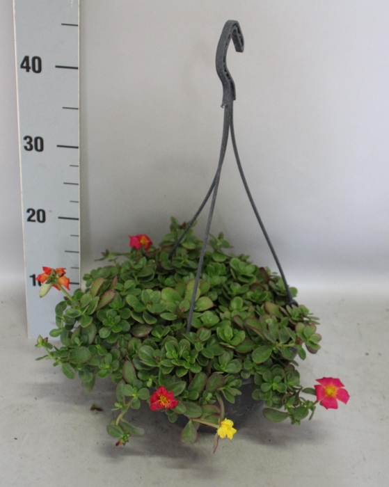 <h4>Hangpotten 23 cm Portulaca Trio</h4>