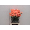 Di St Hermes Orange