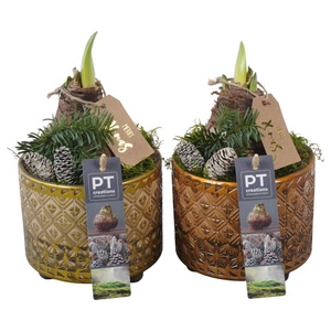 PTACH5821 Arrangementen Kerst