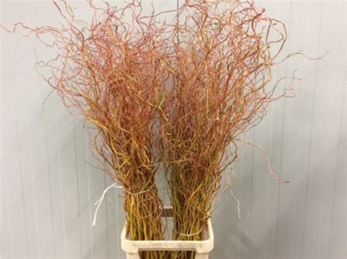 <h4>Salix Golden Curls</h4>