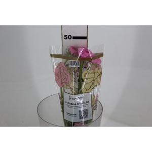 RANUN. ELEGANCE ROSA 040 CM ROSA CLARO
