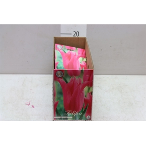 Bol Tulp Pretty Love 10 Zakjes X7