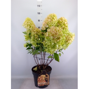 Hydrangea pan.