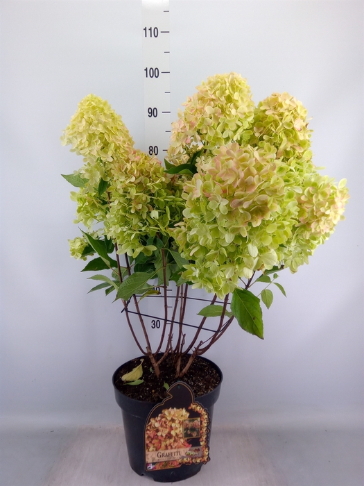 <h4>Hydrangea pan.</h4>