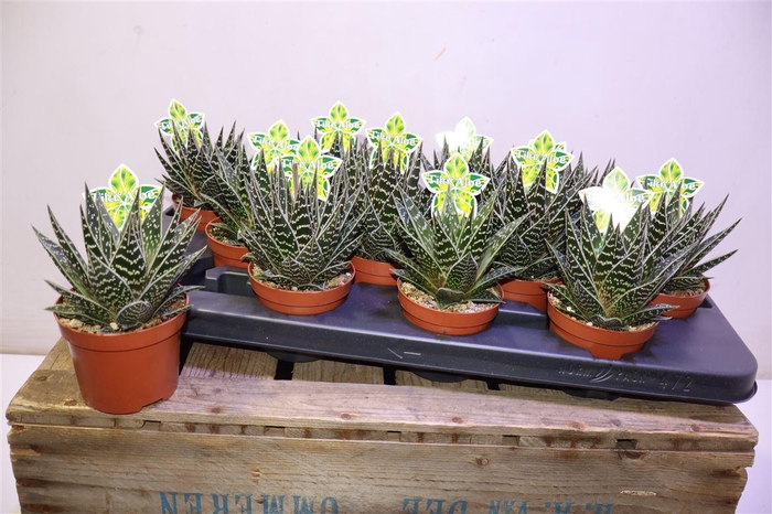 <h4>Aloe Tiki Tahi</h4>