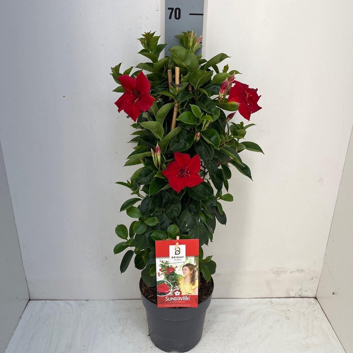 <h4>Mandevilla am. 'Sundav Double Red'</h4>