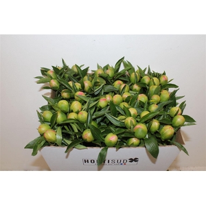 Paeo L Pink Hawaiian Coral