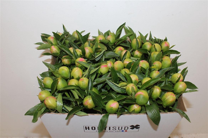 <h4>Paeo L Pink Hawaiian Coral</h4>