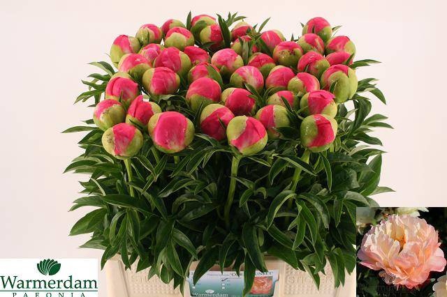 <h4>PAEO CORAL SUNSET</h4>